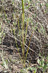 Smooth cordgrass